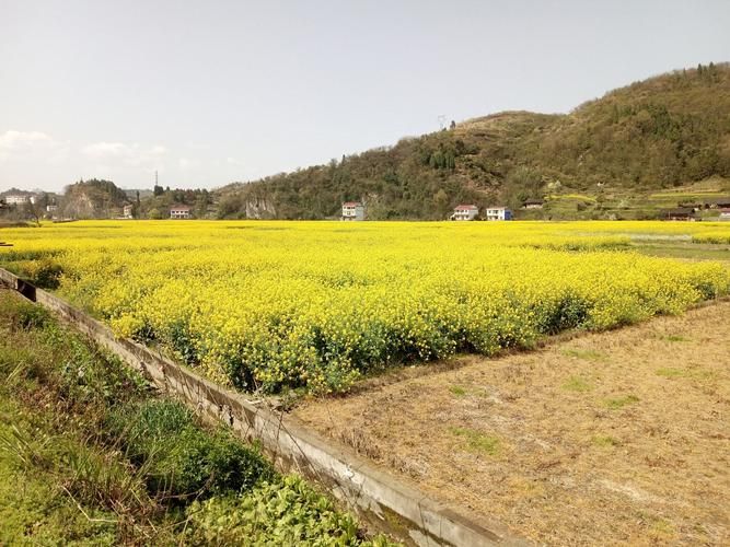 酉阳土家族苗族自治县新增5例重症,涉及四川省雅安市宝兴县/酉阳县疫情最新消息