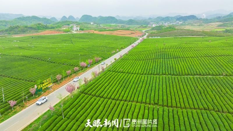 贵州安顺西秀区今日新增感染趋势结束(贵州安顺西秀区今日新闻)
