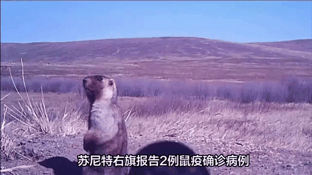 警方通报苏尼特右旗疫情最新情况_苏尼特右旗归哪个市管