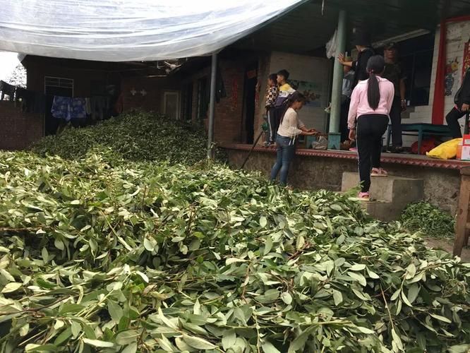 预计近期花山区二次疫情回落_花山镇有疫情吗