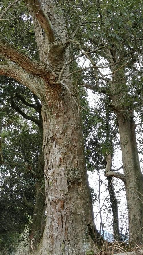 专家:福建三明建宁县每年或现多个感染高峰:三明建宁县今日最高气温