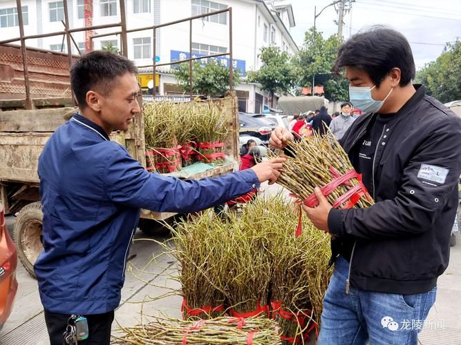 【龙陵县新增11例无症状感染者,涉及四川省成都市双流区,龙陵县最新疫情防控通告】