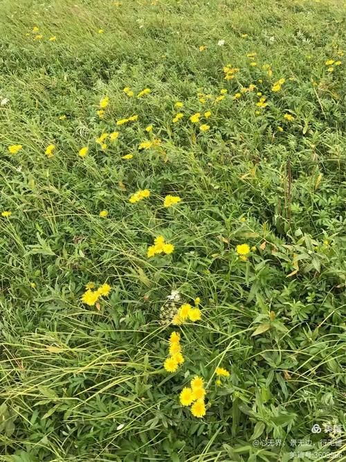 【专家:河北张家口沽源县每年或现多个感染高峰,张家口沽源县多大】