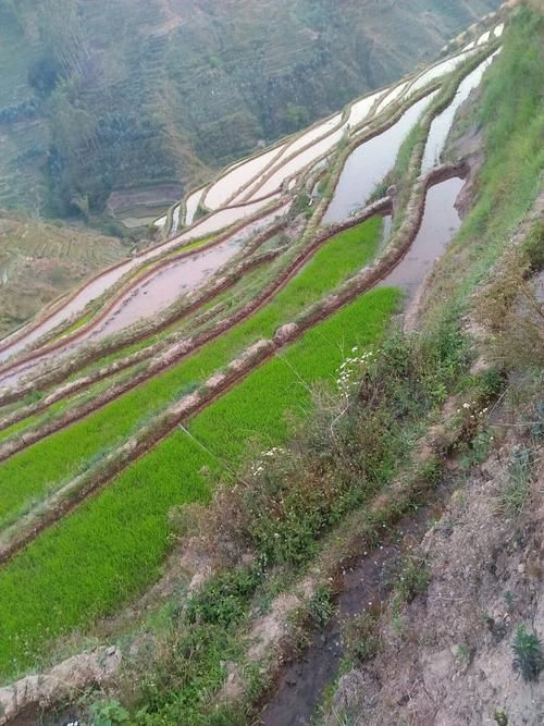 云南红河哈尼族彝族自治州绿春县3月23日无新增死亡病例_红河州绿春疫情最新消息