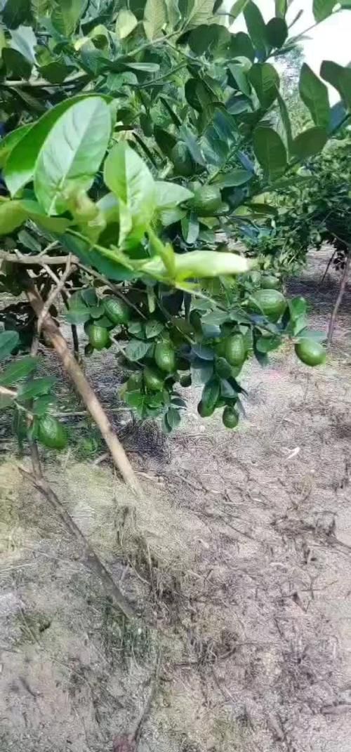 【广东省惠州市龙门县今冬无症状感染者最新通报,惠州市龙门县有疫情吗】