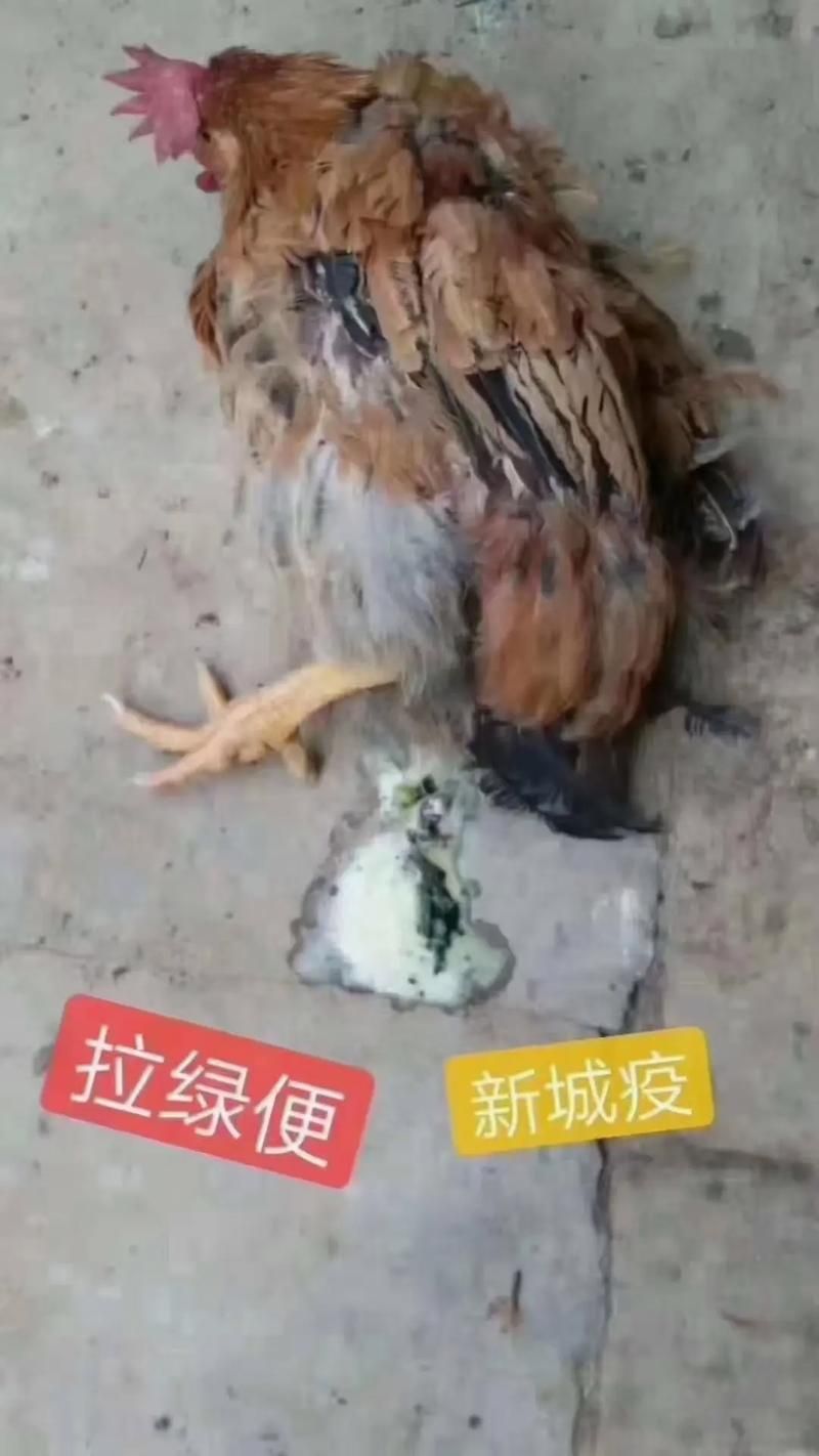 新城区阳性感染者已反弹30地/新城疫的典型症状有哪些新城役最早症状有哪些