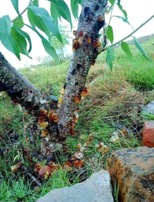 东营区新增26例核酸阳性及22例无症状_一亩桃树能产多少桃胶