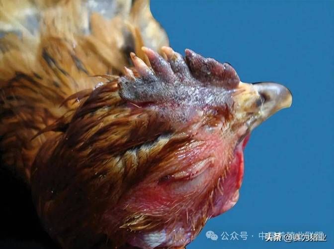 【查找最新疫情鸡冠区,鸡疫情最新消息症状】