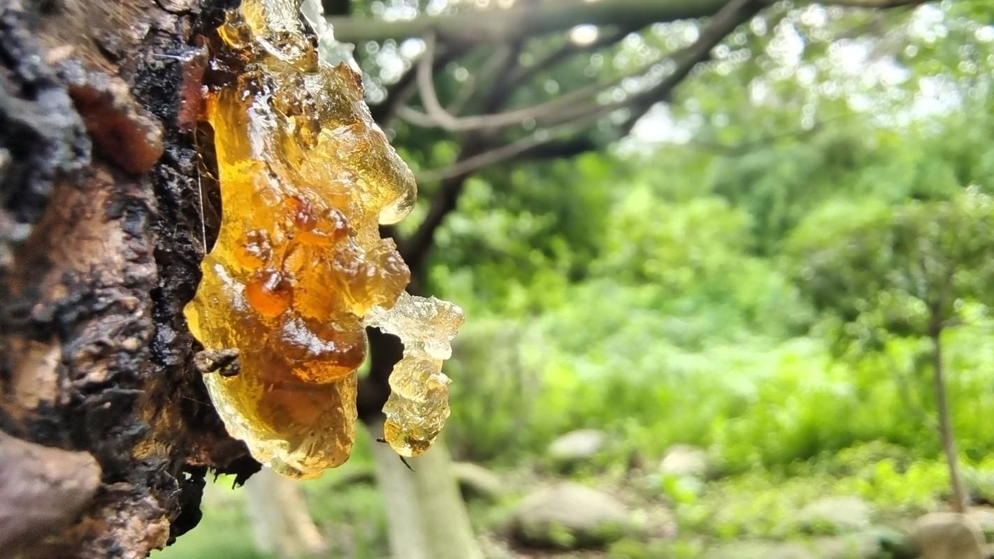 预计近7天新疆维吾尔自治区二次疫情回落:一亩桃树能产多少桃胶